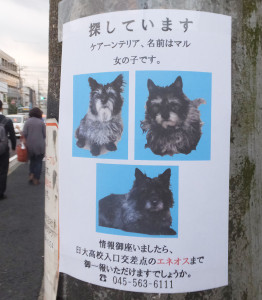 箕輪町1～2丁目に貼られている「迷い犬」の情報を呼びかける貼り紙
