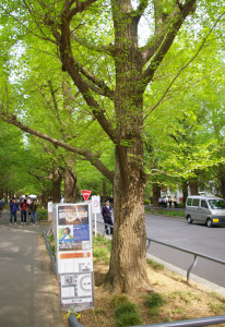 銀杏並木の新緑もまばゆい慶應日吉キャンパスで科学講演会は行われました