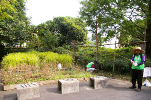 下田小学校の5年生が稲刈りに挑戦！児童を待つ水田と、松の川遊歩道（緑道）の会のメンバー（下田町4丁目・鳥の広場にて）