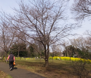 日吉の丘公園（リンクは横浜市サイト）に植えられた「シドモア桜」。（2017年）3月23日の時点ではまだ開花していなかった。池本さんら日吉の丘公園愛護会のメンバーが種から植え育てた菜の花が見頃。シドモアの「遺志」であった様々な種類の桜の花を楽しめるよう植えているという