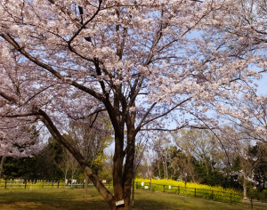 日吉の丘公園に植えられているシドモア桜も満開近付き、ようやく見頃となりました（2017年4月5日15時頃撮影）