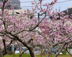 桃の花が枝に直接「まとわりつくように」咲くと池谷道義さんはその美しさを語る