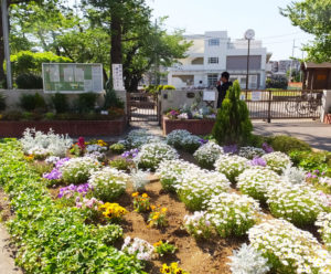 コミュニティ花壇のひとつ「綱島小学校ふれあいガーデン」も、毎年美しい花を咲かせる一大スポットとなった