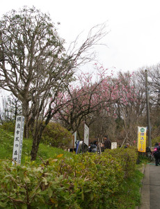 桃まつりは「綱島市民の森」桃の里広場にて開催。去年（2016年3月13日）には早咲きの桃も楽しめた