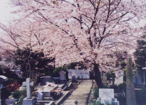 横浜山手・外国人墓地のシドモアの墓前に植えられた「シドモア桜」（池本三郎さん提供）