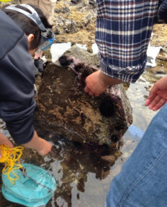 2014年4月、芝崎海岸でのタイドプールの様子。珍しい海洋生物を探すドキドキ・ワクワク感が魅力とのこと（ひよし塾提供）