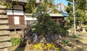 金蔵寺に植えられた「横綱武蔵山遺愛の松」（2020年12月、林宏美さん撮影）