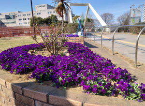 新横浜駅前公園の花壇は新横浜町内会が管理しており、美しい花で見る人を楽しませてくれる。花壇の向こうに見える横浜労災病院は鳥山川の対岸で、住所は小机町になり、地区としては城郷地区（2021年3月、林宏美さん撮影）