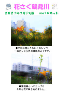 「花さく鶴見川」として、ノカンゾウやハマカンゾウの開花状況を紹介している（7月19日、 鶴見川流域ネットワーキングのFacebookページより）