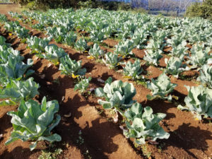 地元・高田の農園で「土に触れ野菜を収穫」できる時間は特に子どもたちにとっても貴重な体験となりそう（株式会社クロス・ディメンション提供）