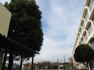 創立50周年ウイークを迎えた新吉田小学校。左手には、学校のシンボルツリー「クスノキ」が学校を行き交う人々を出迎えます