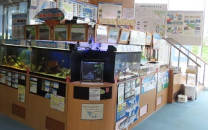 「鶴見川流域水族館」についてのクイズなども予定