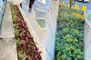 スロープ側花壇（左）にはヒューケラやローズマリー、普通部通り側の大花壇にはオリーブの周囲にラベンダーやフユイチゴ、生態系との調和を考えた草花が植えられている（2月17日、日吉グリーンアクション提供）