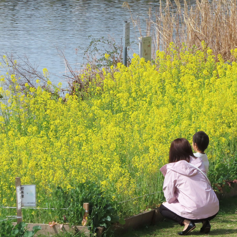 格安激安菜の花が咲く　春の穏やかな鬼怒川　水彩画　茨城県平成29年度芸術祭　金賞　受賞者作品です。 自然、風景画