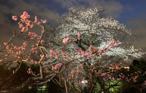 「桃畑」周辺には桜の木がソメイヨシノやヤマザクラなどが植えられており、桃の濃いピンク色との対比も楽しめるという（池谷桃園提供）