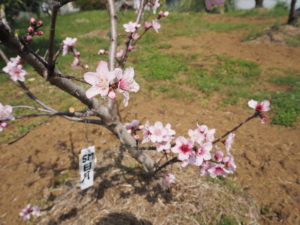 若木も育てているが、全般には桃の木の「老齢化」が進んでいる（3月25日）