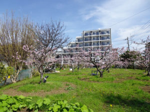 日中でも「桃の花」を楽しめる。桃園内への立ち入りは不可となっており、公道からの見学となる（3月28日）