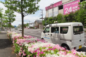 イオン横浜新吉田店付近の「宮内新横浜線」ではツツジがちょうど見ごろとなっている（4月27日）