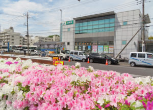 新吉田南交差点にも近いJA横浜新田支店前でも、あたかも細長い「じゅうたん」のようなツツジの花たちが街を彩る