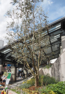 「港北オープンガーデン」開催時も日吉駅西口花壇で輝きを放っていたオリーブの木（4月16日）