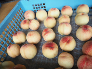 今年は不作のため販売できなかった「日月桃（じつげつとう）」。「綱島の桃」の歴史を継ぐ桃の栽培や販売活動を将来にわたり継続できるのかにも注目が集まる