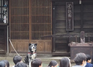 池谷家の看板犬で秋田犬の「あさひ」も子どもたちとともに静かに「特別授業」を聞いていた