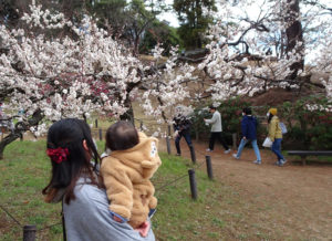 赤ちゃんの手にも梅の花が届きそうな雰囲気を楽しんでいました