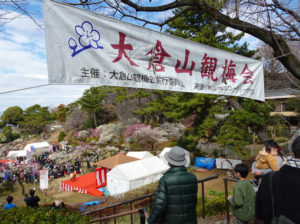 2月25日（土）から26日（日）まで「第35回大倉山観梅（かんばい）会」が大倉山公園（梅林）で開催されている