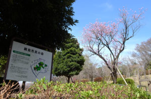 綱島市民の森「桃の里広場」の桃は美しく花開きつつある（3月4日）