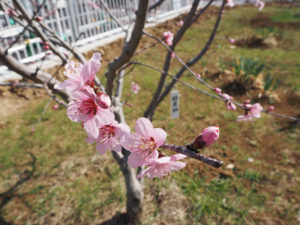 約20本ある「日月桃（じつげつとう）」から花が咲いている。新設された駐輪場の建設により移植した5本の桃の木も無事に花開いたりつぼみを膨らませたりしているという
