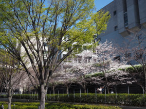 日吉駅前・第4校舎「独立館」の桜も見ごろに（3月20日撮影）