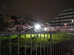 新綱島駅南口からアクセスすると、幻想的な「ぼんぼりライトアップ」が（3月25日）