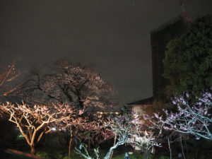 桜の木とのコラボレーションも楽しめました（3月25日）