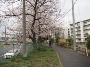 人々の生活に根付いてきた「桜並木」（2022年3月）