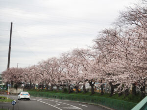 日吉自動車学校の「練習コース」をいつも桜色に彩ってきた（2022年3月）