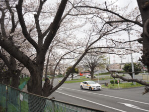 今年の春が「最後」の桜の風景となった（2023年3月）