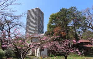 昨年（2023年）より11日も遅い桃の花の開花となった「池谷桃園」（3月30日）