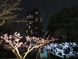 満開になった桃の花もあり「ライトアップ」のデモンストレーションを行った。高層マンション「ドレッセタワー新綱島」は昨年（2023年）の開催時はまだ工事中だった（3月31日19時40分ころ）