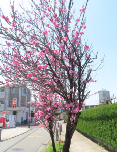池谷さんは街路樹の「花桃」も楽しんでもらいたいと語っていた（綱島東2丁目付近）