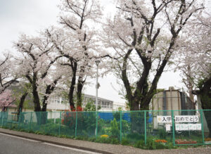 校内や学校周辺の景色を満開の桜が彩っていた