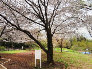 2001（平成13）年に横浜市緑政局（当時）がシドモア桜から接ぎ木して苗木を作ったものが日吉の丘公園に植えられた（2024年4月4日撮影）