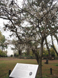 大倉山公園（記念館前）に植えられた「シドモア桜」も少しずつ成長している（4月4日）