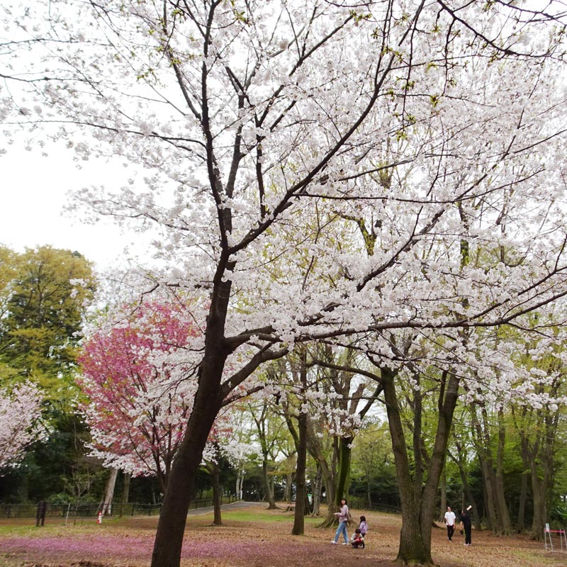 2024年「桜」が見ごろ、金蔵寺、下田町、高田西公園など日吉・高田周辺