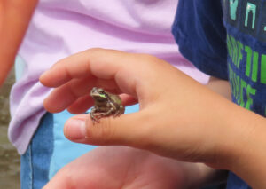 水田近くでカエルが現れ子どもたちは大喜び