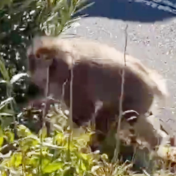 日吉や綱島に「猿」が出没、前日には“片腕の猿”が高津区・中原区で目撃