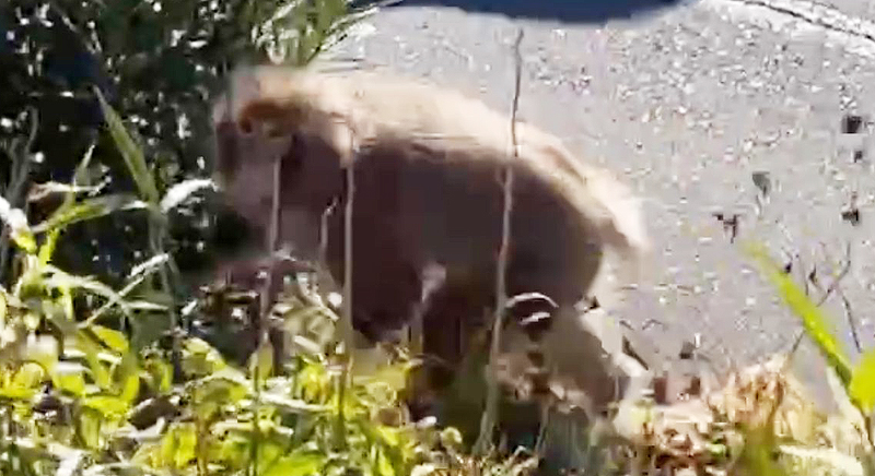 日吉や綱島に「猿」が出没、前日には“片腕の猿”が高津区・中原区で目撃