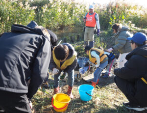 「綱島東汽水性湿地」では現場の環境整備や安全性などの観点から河川管理者の管理・監督の下、学校や地域の団体などでの自然観察教室や見学会を実施していく