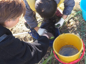 川の下流や河口などで海の水（海水）と川の水（淡水）が混ざり合った環境の「汽水域」らしい生物が見られることも魅力となりそう