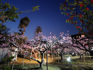 日が暮れる中、無事に優しいピンク色の桃の花がライトに照らし出される様子をファインダー内に。16代当主の池谷道義さんは「荒天でも今夜から実施します。新型コロナ禍に始まったこのイベントも今年（2026年）で6回目。新しい商業施設がオープンする“令和8年度”の追い風になれば」との想いを語っていた（池谷道義さん撮影・池谷桃園提供）
