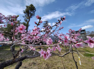 夜間のみならず日中も桃の花の美しさを体感したい（3月23日、池谷桃園提供）
